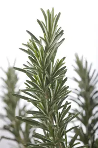 Rosmarinus officinalis 'Compact' - 2 Ltr pot - image 2