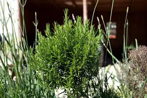 Rosmarinus officinalis 'Compact'
