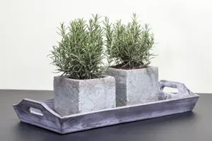 Rosmarinus officinalis 'Compact' - 2 Ltr pot - image 3