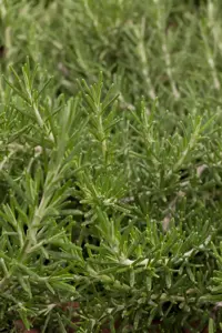 Rosmarinus officinalis 'Green Ginger' - P13 - image 4