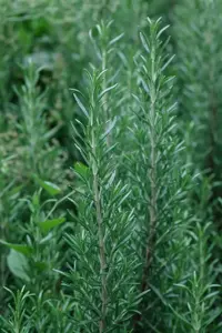 Rosmarinus officinalis 'Miss Jess. Upr.'