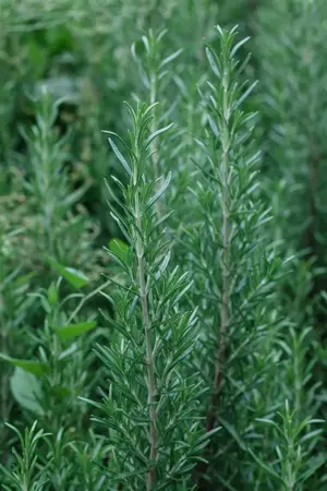 Rosmarinus officinalis 'Miss Jess. Upr.' - 10 Ltr pot