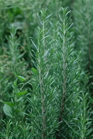 Rosmarinus officinalis 'Miss Jess. Upr.' - LINERS 18 CEL TRAY P9 SIZE