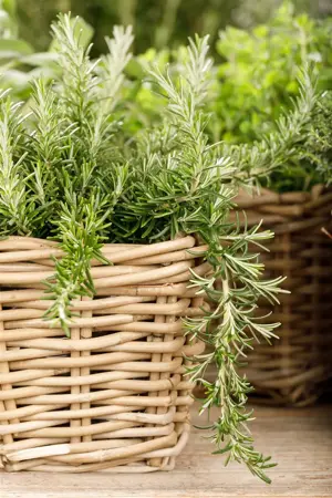 Rosmarinus officinalis 'Pointe du Raz' - LINERS 18 CEL TRAY P9 SIZE