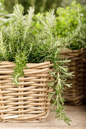 Rosmarinus officinalis 'Pointe du Raz' - 3 Ltr pot