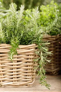 Rosmarinus officinalis 'Pointe du Raz' - 3 Ltr pot