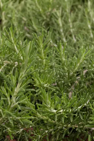 Rosmarinus officinalis 'Prostratus' - 2 Ltr pot - image 4