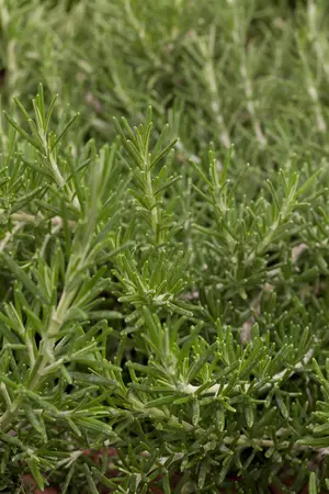Rosmarinus officinalis 'Prostratus' - 3 Ltr pot - image 3
