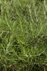 Rosmarinus officinalis 'Prostratus' - 3 Ltr pot - image 3