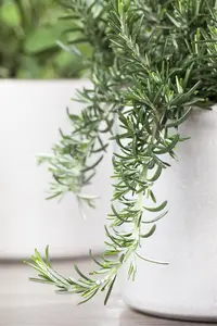 Rosmarinus officinalis 'Prostratus' - 3 Ltr pot - image 5