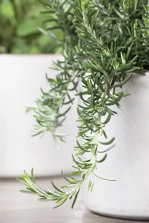 Rosmarinus officinalis 'Prostratus' - 10 Ltr pot - image 5
