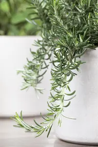 Rosmarinus officinalis 'Prostratus' - 10 Ltr pot - image 5