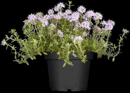 Rosmarinus officinalis 'Prostratus' - 3 Ltr pot - image 4