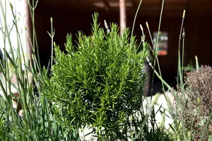 Rosmarinus officinalis 'Santa Barbara'