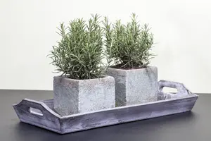 Rosmarinus officinalis 'Santa Barbara' - P9 - image 3