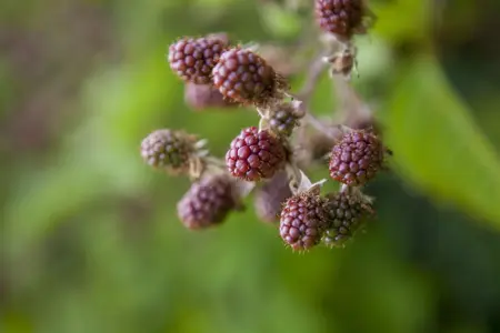 Rubus 'Benenden' - 50-60 CM C3.5