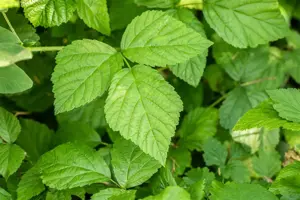 Rubus caesius