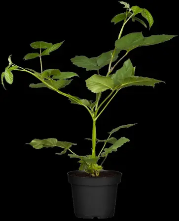 Rubus frut. 'Black Satin' - 50-60 CM C2 - image 2