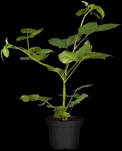 Rubus frut. 'Black Satin' - 1.5 Ltr pot - image 2