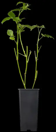 Rubus frut. 'Black Satin' - 1.5 Ltr pot - image 1