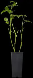 Rubus frut. 'Black Satin' - 2 Ltr pot - image 4