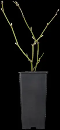 Rubus frut. 'Black Satin' - 2 Ltr, single cane - image 3