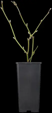 Rubus frut. 'Black Satin' - 2 Ltr pot - image 3