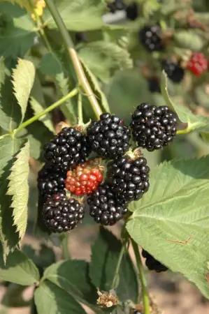 Rubus frut. 'Black Satin' - 2 Ltr, single cane - image 4