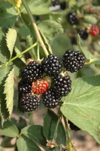 Rubus frut. 'Black Satin' - 2 Ltr, single cane - image 4