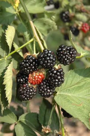 Rubus frut. 'Black Satin' - 1.5 Ltr pot - image 4