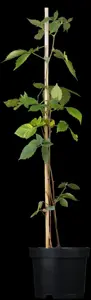 Rubus frut. 'Chester Thornless'