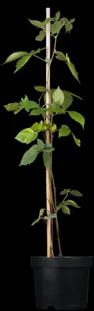 Rubus frut. 'Chester Thornless' - 60-80 CM C2