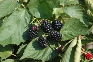Rubus frut. 'Himalaya' - 2 Ltr, 3 canes - image 2