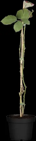Rubus frut. 'Himalaya' - 2 Ltr, 3 canes - image 1