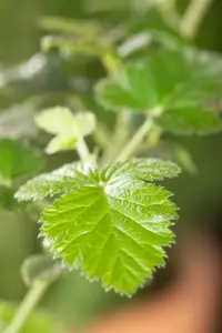 Rubus frut. 'Loch Ness' - 2 Ltr, 3 canes - image 4