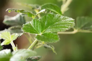 Rubus frut. 'Loch Ness' - 2 Ltr, 3 canes - image 3