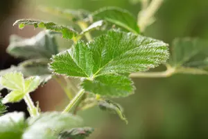 Rubus frut. 'Loch Ness' - 60-80 CM C3 - image 2