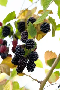 Rubus frut. 'Navaho' - 2 Ltr, 3 canes - image 2