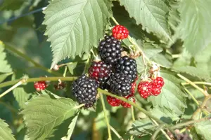 Rubus frut. 'Navaho' - 2 Ltr, 3 canes - image 3