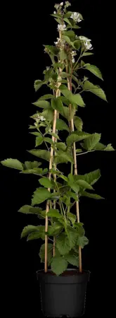Rubus frut. 'Navaho' - 2 Ltr, 3 canes - image 1