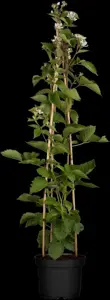 Rubus frut. 'Navaho'