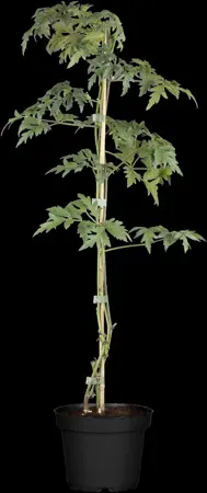 Rubus frut. 'Oregon Thornless' - 150-175 CM C5 Caned - image 2