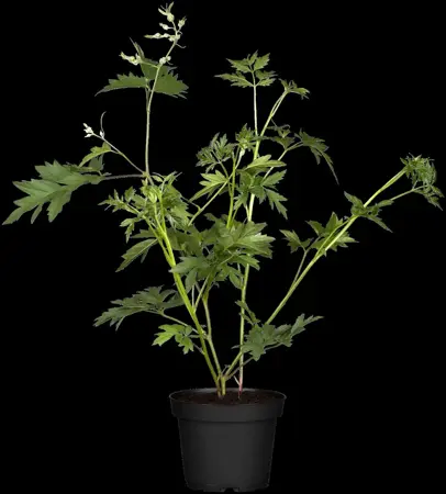 Rubus frut. 'Thornless Evergreen' - 2 Ltr, single cane - image 3