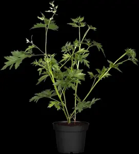 Rubus frut. 'Thornless Evergreen' - 2 Ltr, single cane - image 3