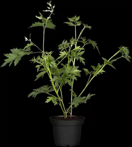 Rubus frut. 'Thornless Evergreen' - 2.5 Ltr pot - image 3