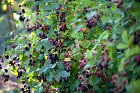 Rubus frut. 'Thornless Evergreen' - 2 Ltr pot