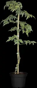 Rubus frut. 'Thornless Evergreen' - 2 Ltr, single cane - image 2
