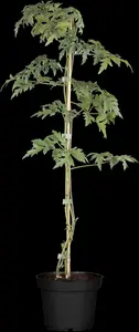 Rubus frut. 'Thornless Evergreen' - 1.5 Ltr pot - image 2