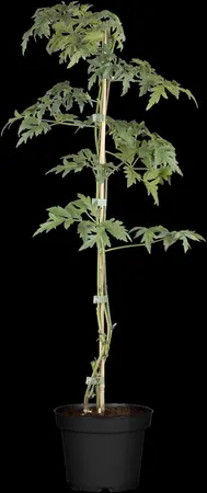 Rubus frut. 'Thornless Evergreen' - 2.5 Ltr pot - image 2