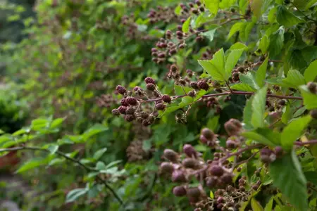 Rubus fruticosus - 15-20 CM P9 - image 2